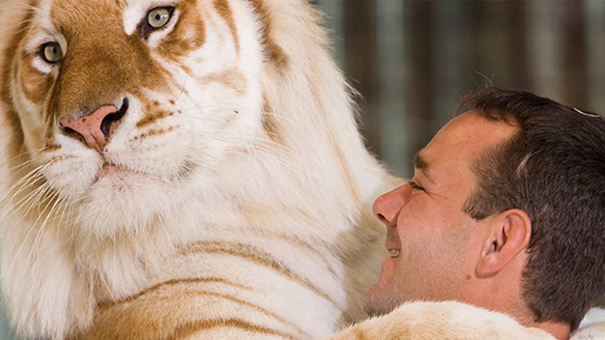 Close up of a white tiger with his arms on a mans shoulders at Wild Adventure Theme Park in Valdosta, Georgia, USA